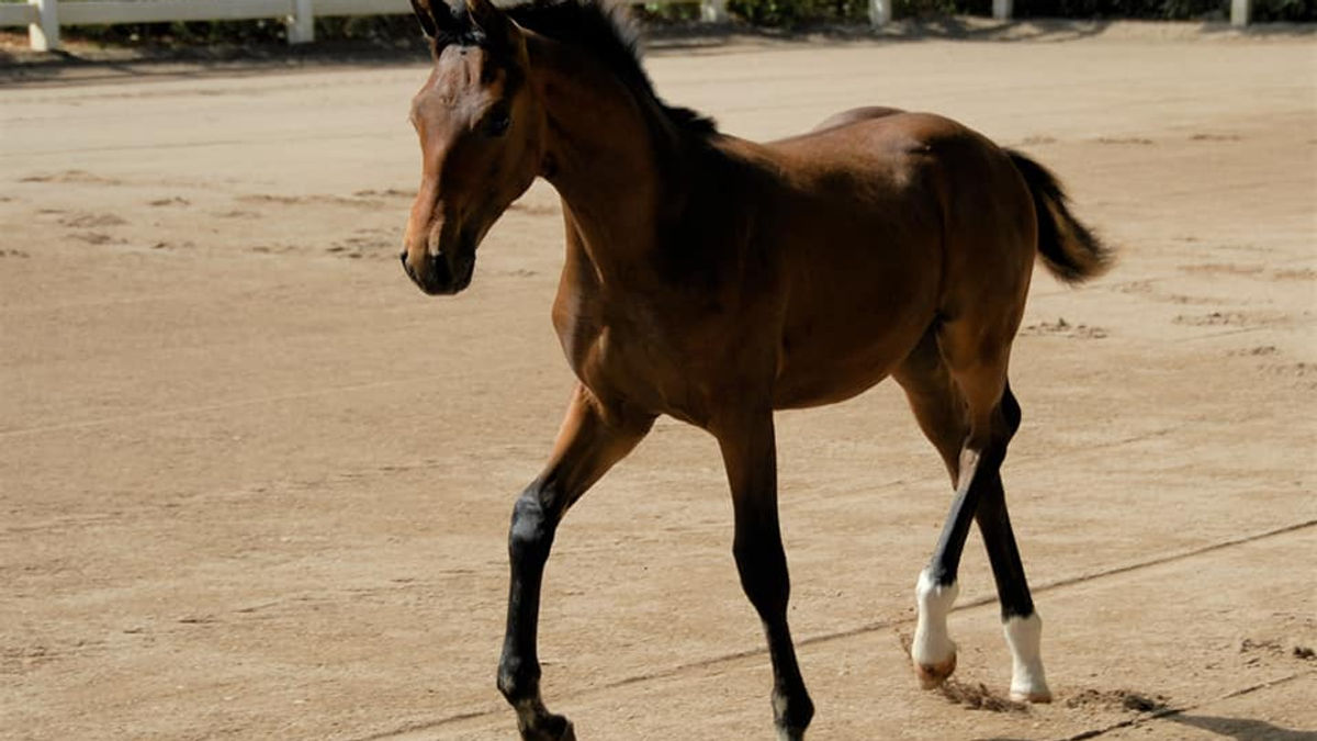 Royal Frederico WWF